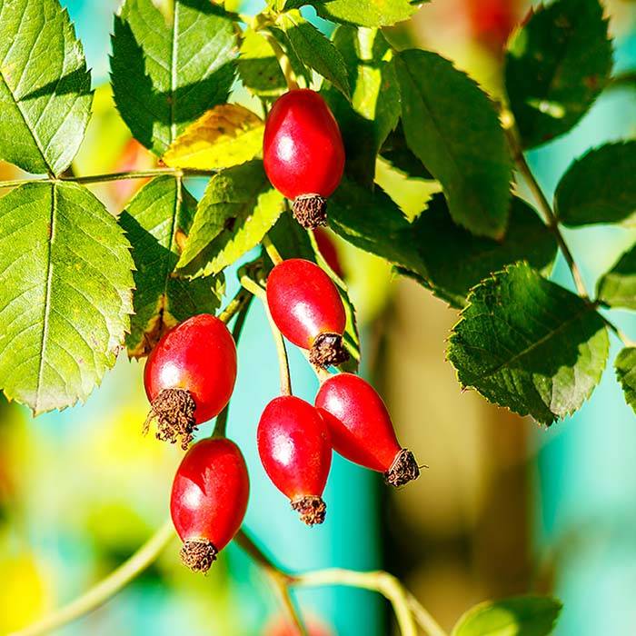 9387 Rose Hip Oil, Refined