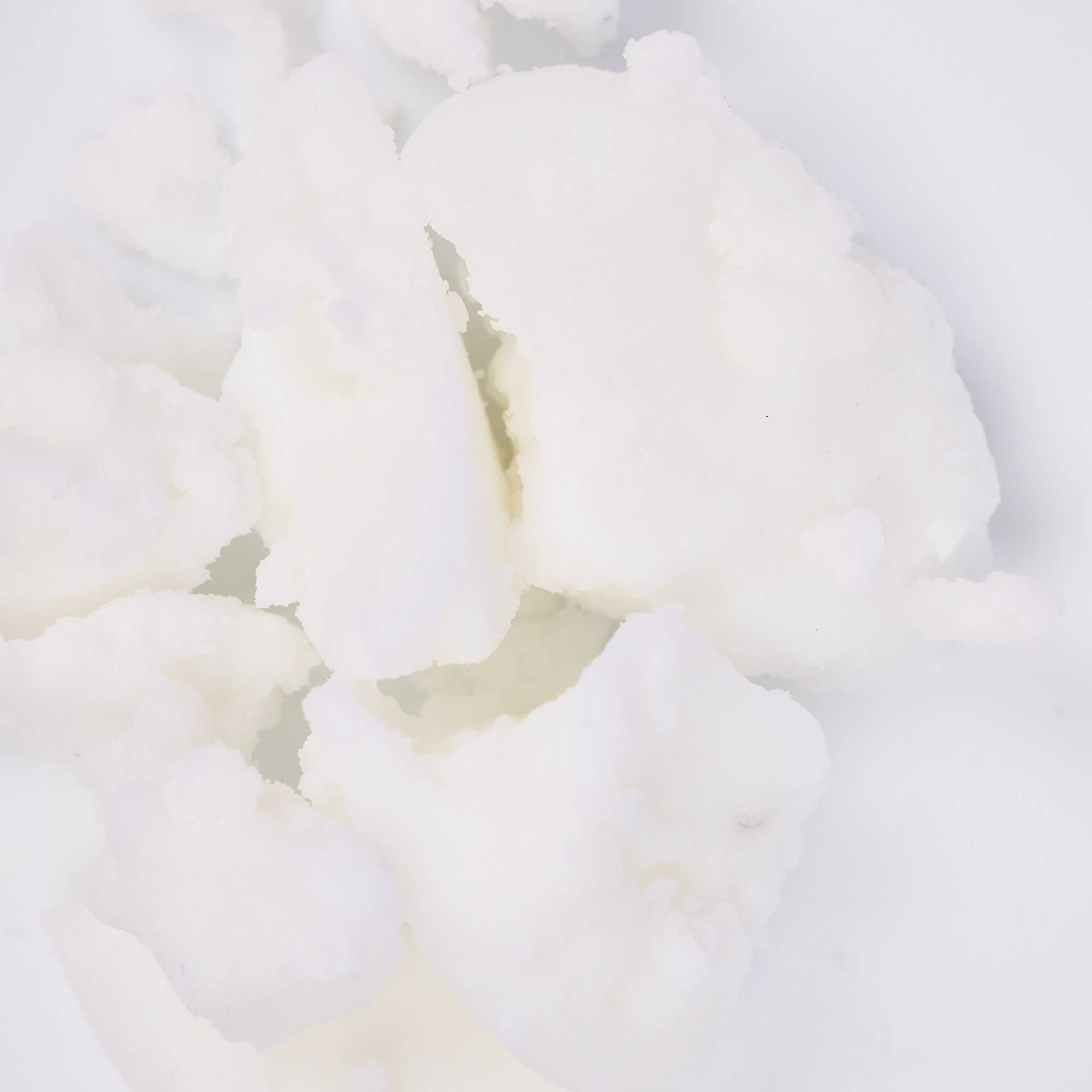 9393 Tallow Refined - Best White