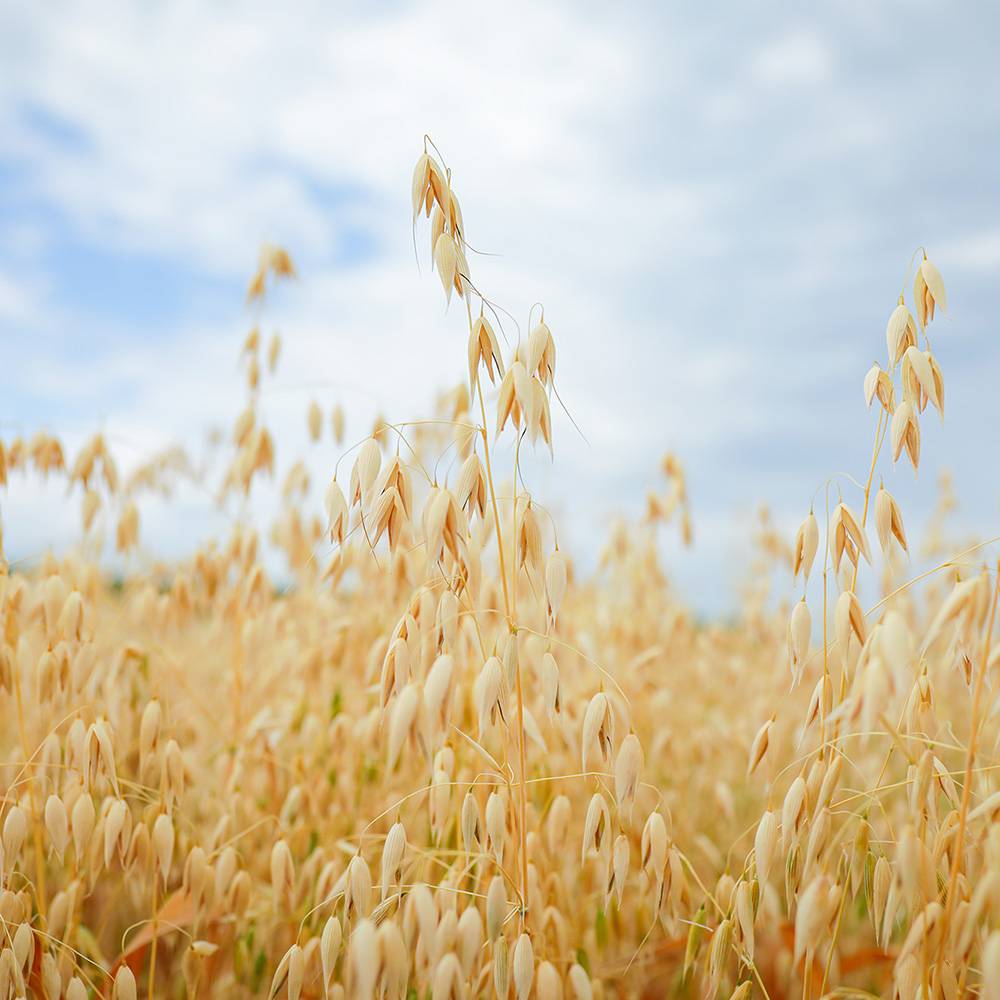 9419 Oat Kernel Oil, Unrefined