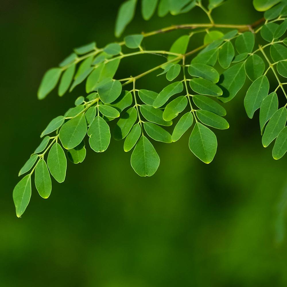 9459 Moringa Seed Oil