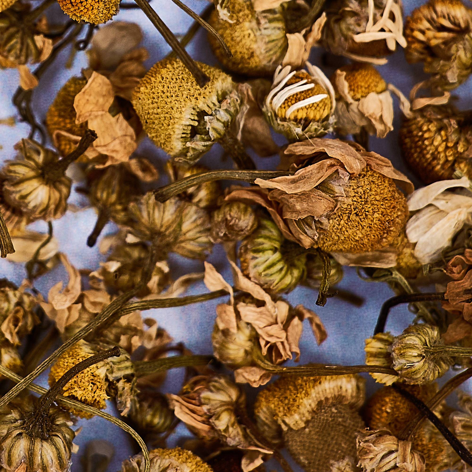 9549 Chamomile Flowers