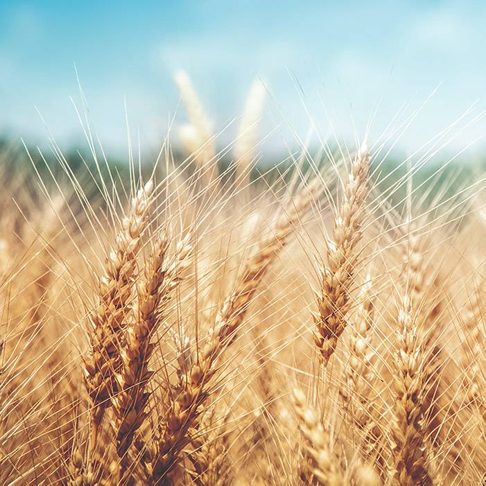 9706 Wheatgerm Oil - Refined