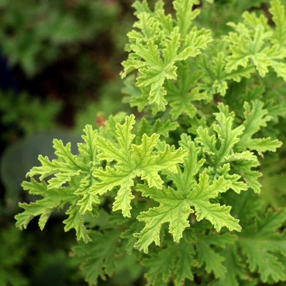 8111 Citronella Essential Oil SFC