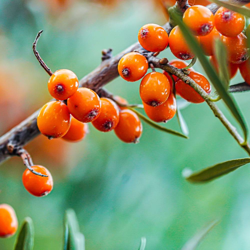 9477 Sea Buckthorn Oil