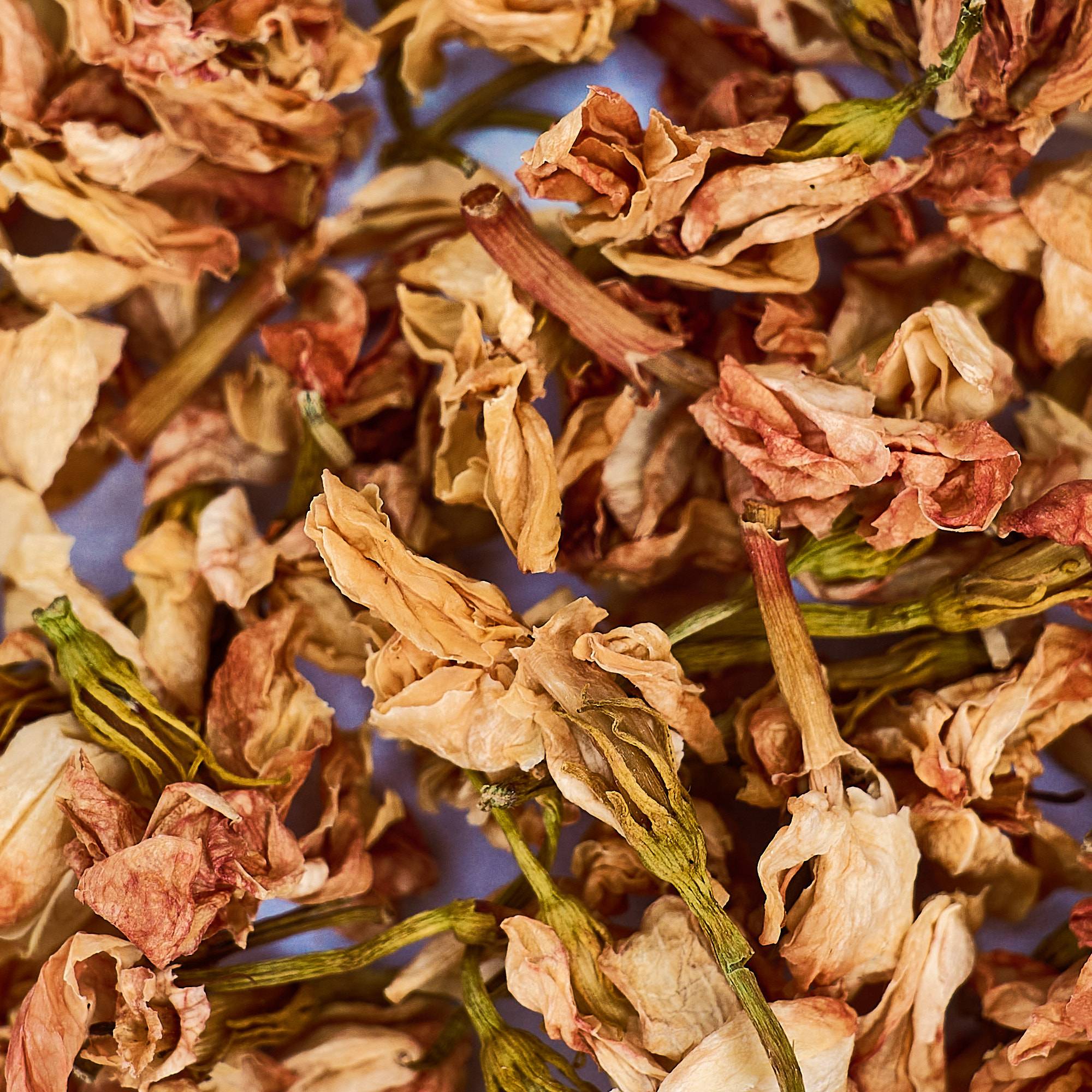 9564 Jasmine Flowers