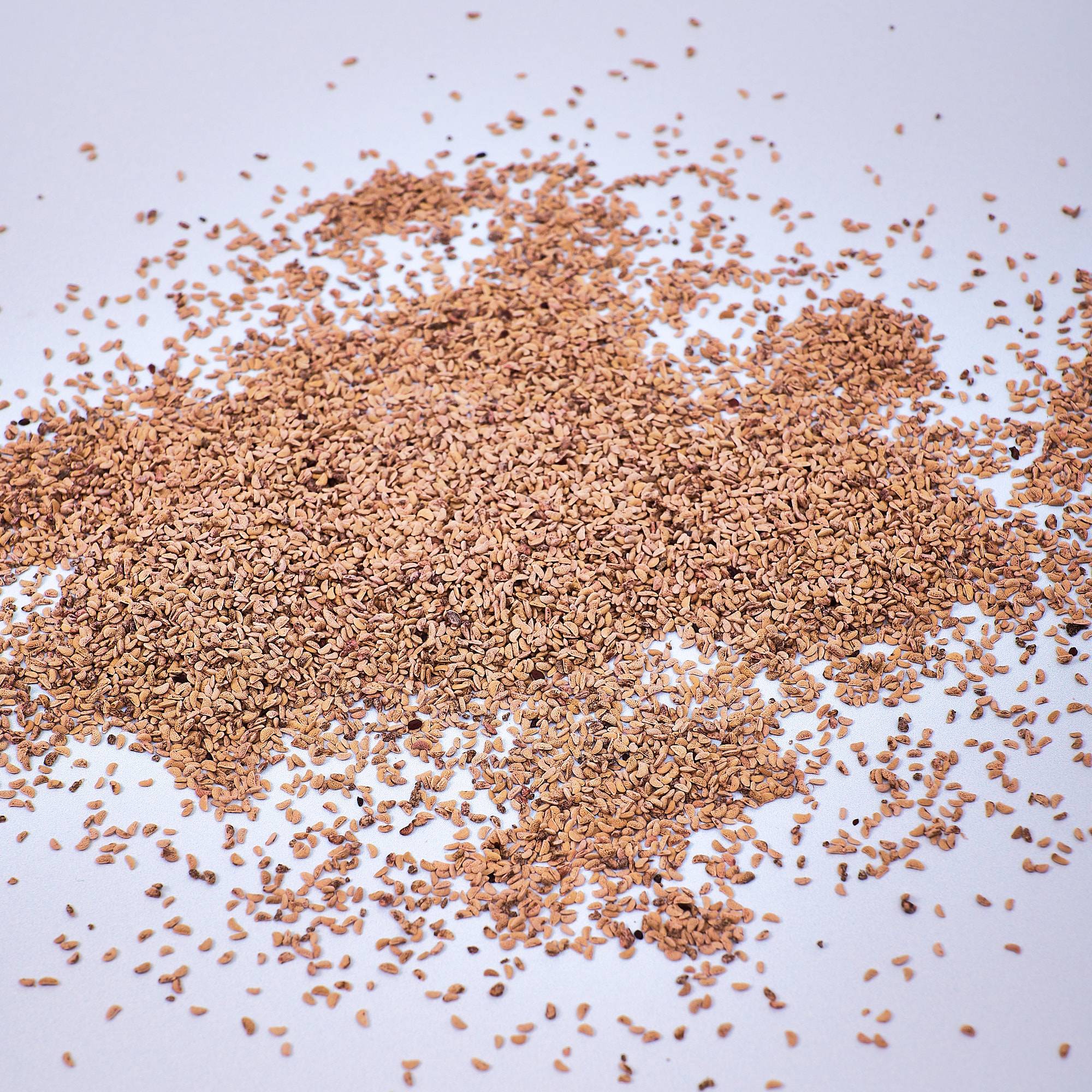 9587 Raspberry Seeds