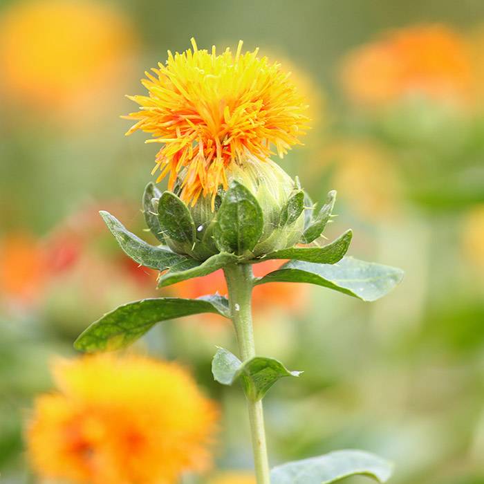 9820 Thistle Oil - Safflower Oil