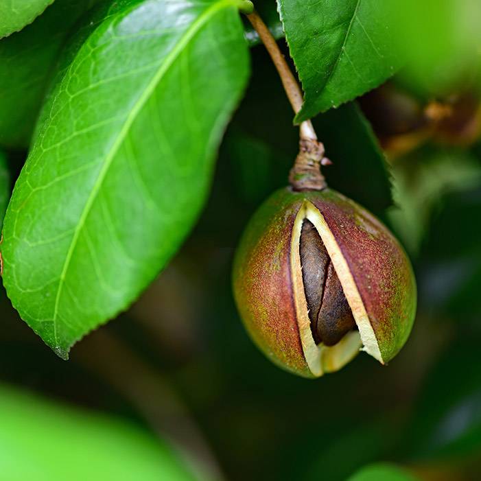 9821 Camellia Seed Oil