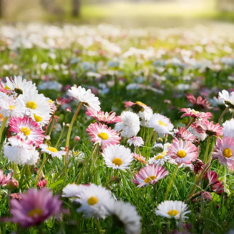 12142-800x800 Wild Daisy Fragrance Oil