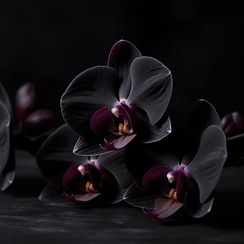 11494 Black Orchid Water Soluble Fragrance Oil