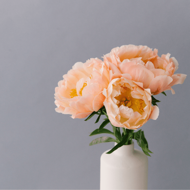 11495 Peony And Blush Water Soluble Fragrance Oil