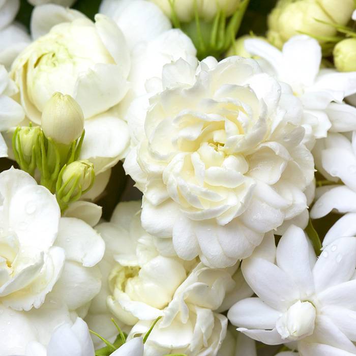 7793 Jasmine Fragrance Oil