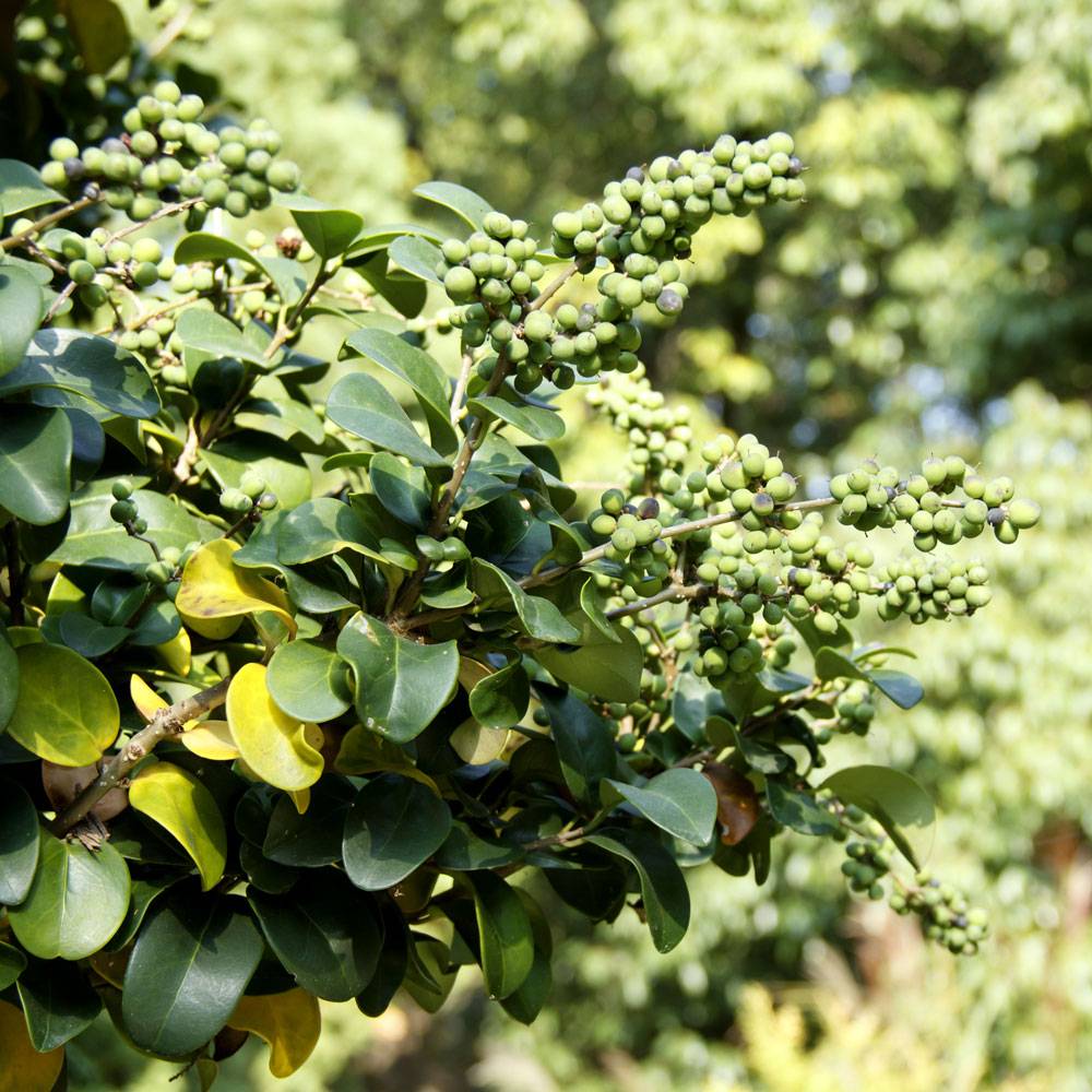 8302 Myrrh Essential Oil