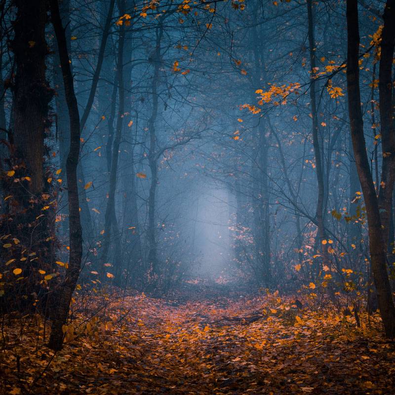 8388 Crisp Fall Night Fragrance Oil