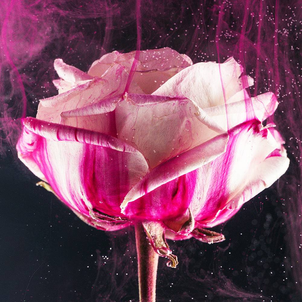 8565 Flower Bomb Fragrance Oil