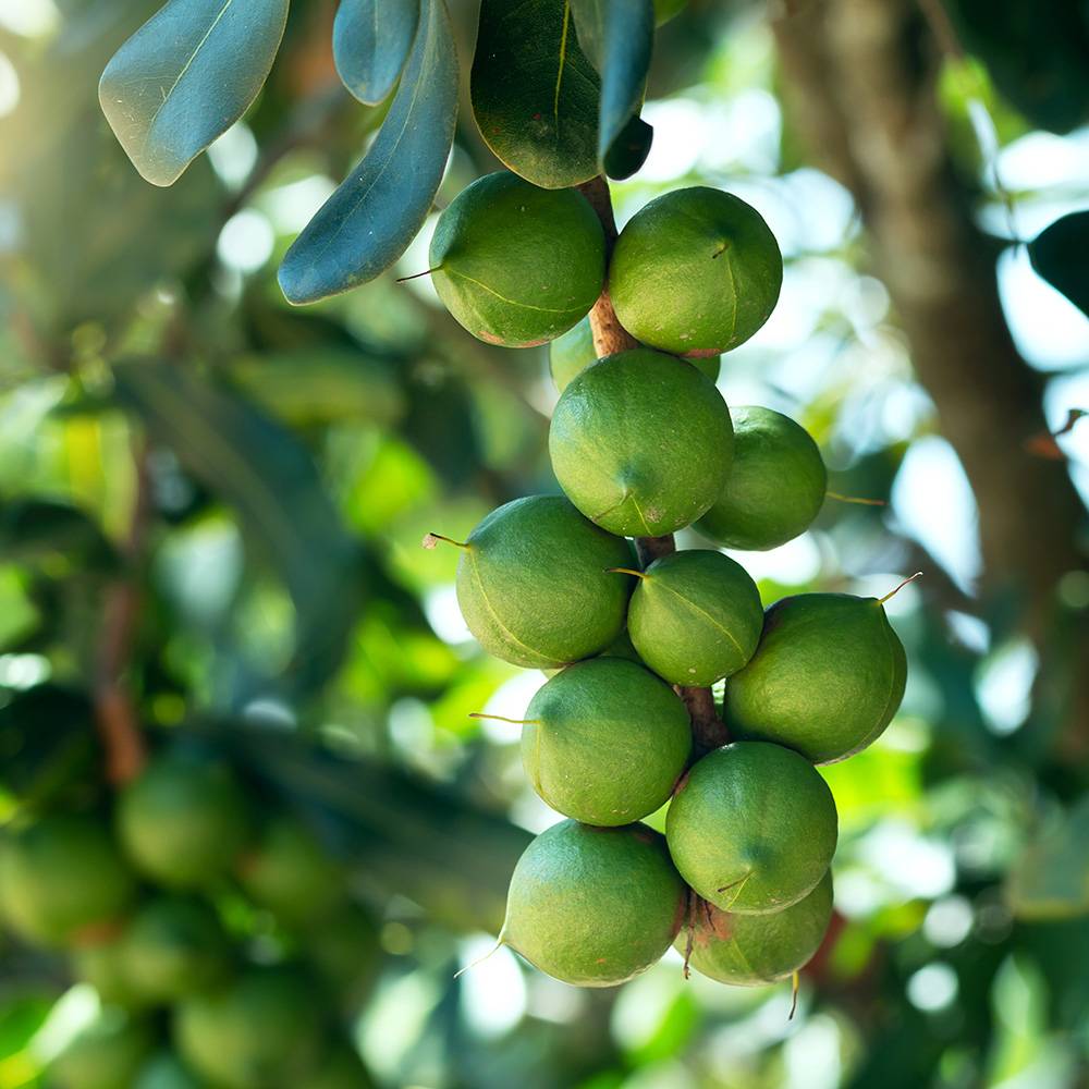 9465 Macadamia Nut Oil