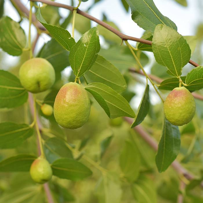 9694 Jojoba Oil - Organic