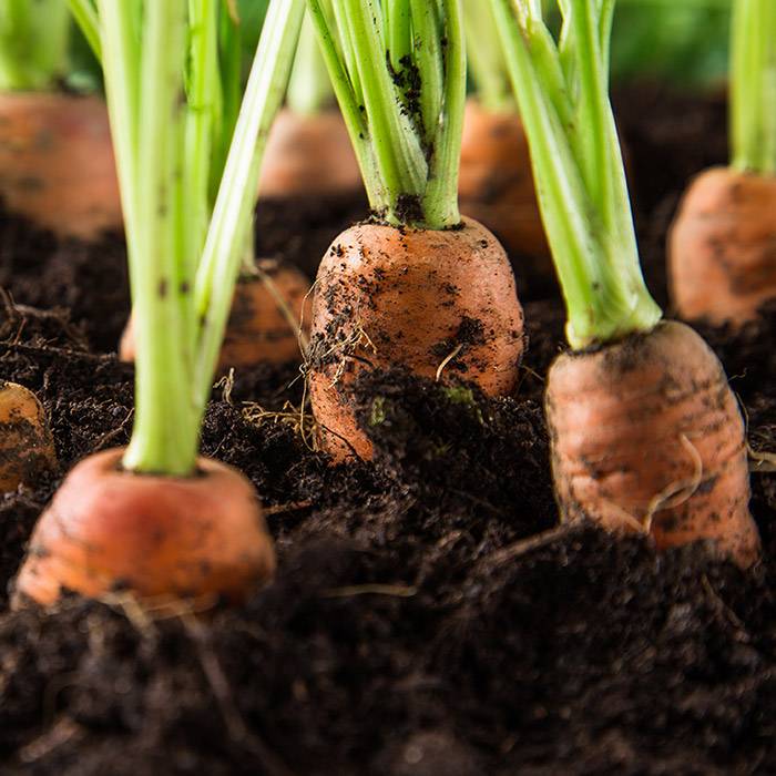 9703 Carrot Tissue Oil