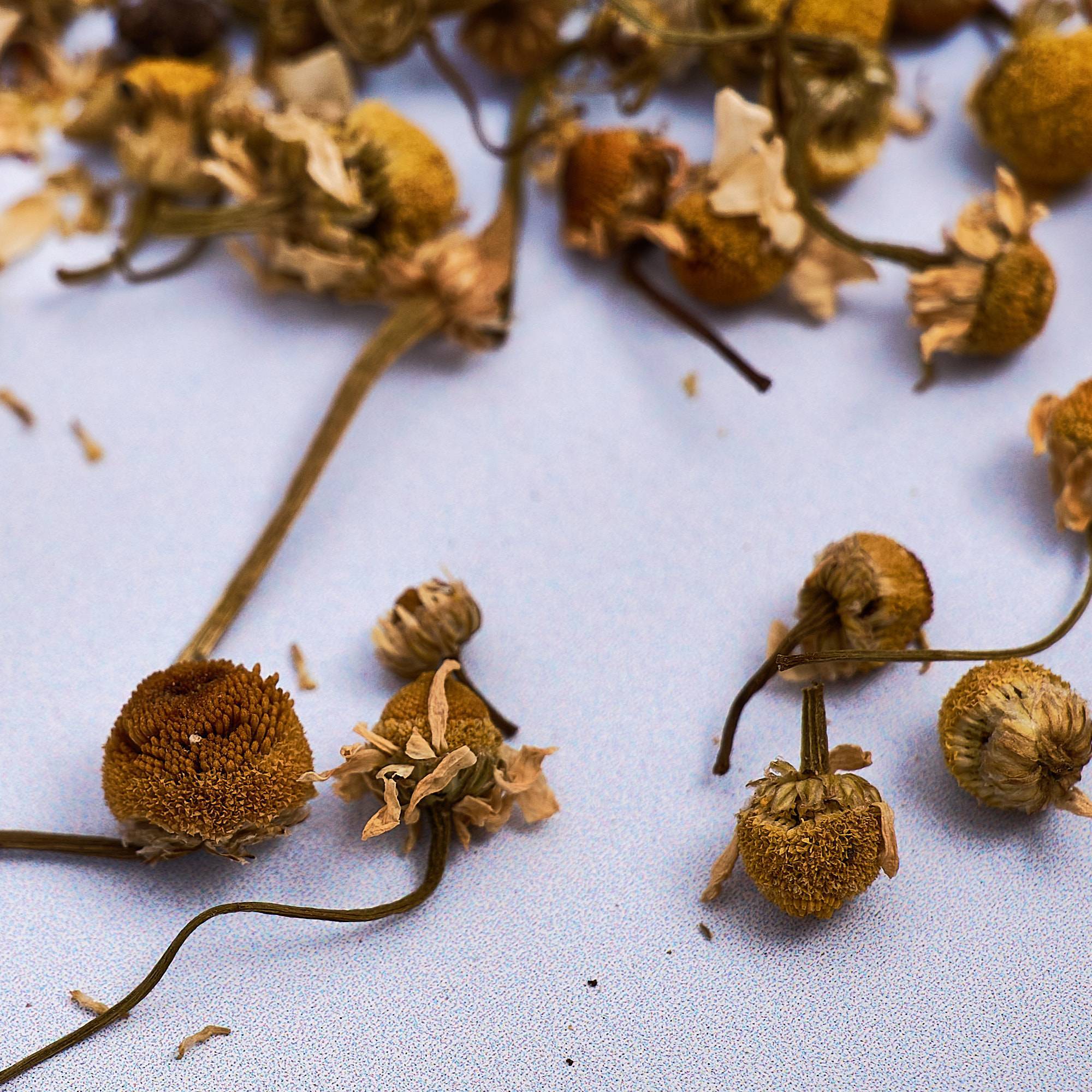 9553 Chamomile Flowers