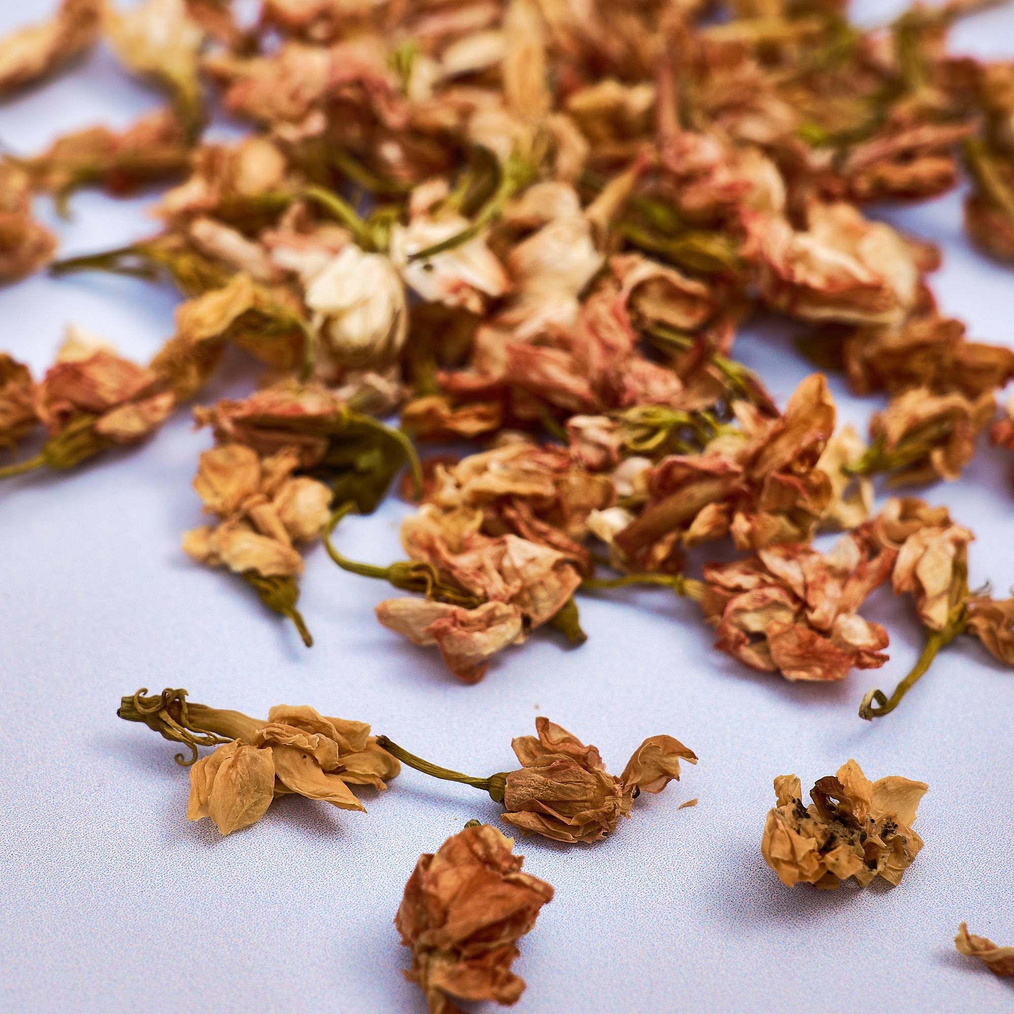 9562 Jasmine Flowers