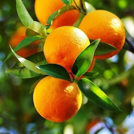 10220 Orange Essential Oil, Sweet