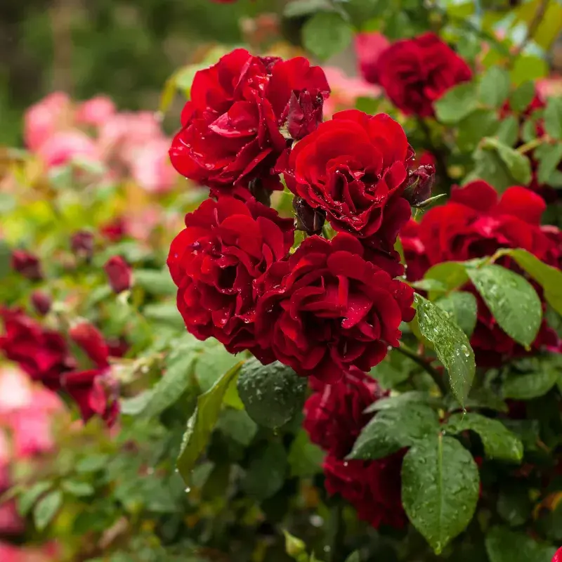 13122-800x800 Rose Hydrosol