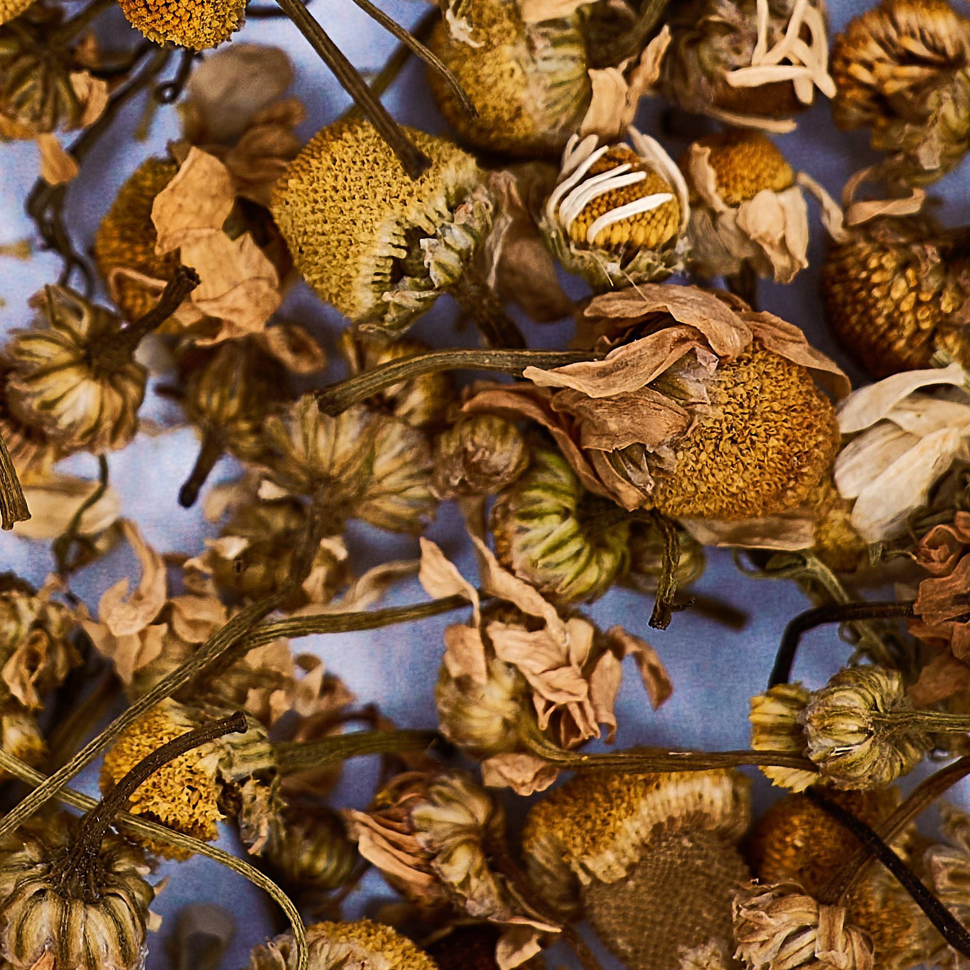 9549 Chamomile Flowers